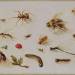 A Study of Insects